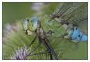 DSC1138_Emperor_Dragonfly.jpg