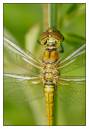 DSC1237_Female_Common_Darter_Frame.jpg