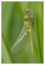 DSC1243_Common_Darter_Frame.jpg