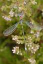 DSC1256_Male_Emerald_Damselfly.jpg