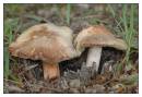 /gallery/data/514/thumbs/DSC1338_Inocybe_erubescens_Frame.jpg