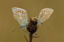 DSC1372_Common_Blue_Butterflies.jpg