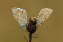 /gallery/data/514/thumbs/DSC1372_Common_Blue_Butterflies.jpg