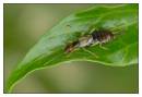 DSC1594_Earwig_-_Forficula_auricularia_Frame.jpg