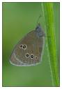 DSC1685_Ringlet_Butterfly_Frame.jpg