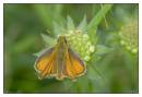 DSC1692_Small_Skipper_Butterfly_Frame.jpg