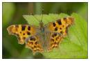 DSC1808_Comma_Butterfly_Frame.jpg