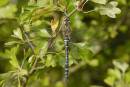 DSC1878_Male_Migrant_Hawker_Dragonfly.jpg