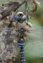 DSC1941_Migrant_Hawker_Dragonfly.jpg