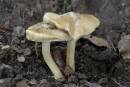 DSC1952_Inocybe_fastigiata.jpg