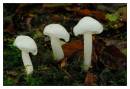 DSC2156_Hygrophorus_eburneus_framed.jpg