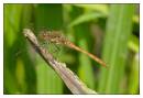 DSC2450_Male_Common_Darter_Frame.jpg