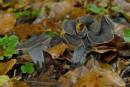 DSC2650_Pseudocraterellus_cornucopioides.jpg