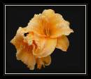 DSC_0028a.jpg