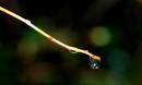 DSC_0041_drip_on_twig_2_adobed_Medium_.jpg