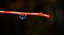 DSC_0044_drip_on_twig_adobed_Medium_.jpg