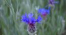 DSC_0107w.jpg