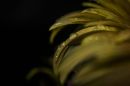 DSC_02511.jpg