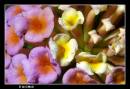 DSC_3837_copy.jpg