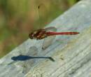 DSC_4042b.jpg