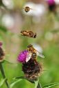 DSC_4476M.jpg