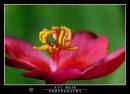 DSC_5423_copy.jpg