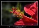 DSC_8700_copy.jpg