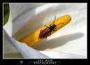 DSC_8730_copy.jpg
