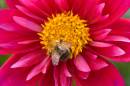 Dahlia_and_Bee.jpg