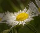 Daisy_3_B.jpg