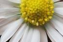 Daisy_4269s.jpg