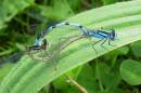 Damsel-8.jpg