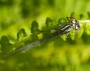 Damsel-fly-on-a-fern.jpg