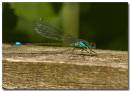 Damsel140608004_copy.jpg