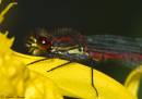 Damsel140608010.jpg