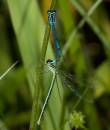 Damsel140608014.jpg