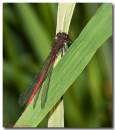 Damsel140608017_copy.jpg