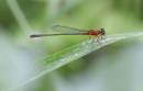 Damsel_again_10_06_0252.jpg