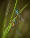 Damsel_flies-1.jpg