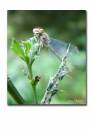 Damselfly.jpg