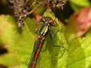 Damselfly3_120507.jpg