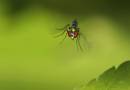 Damsels_3_etc_10_06_0742.jpg