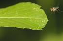 Damsels_3_etc_10_06_0822.jpg