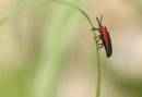 Damsels_3_etc_10_06_10091.jpg
