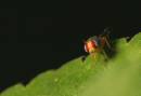 Damsels_3_etc_10_06_9892.jpg