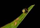 Damsels_3_etc_10_06_9932.jpg