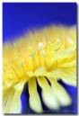 Dandelion-close-up2.jpg