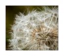Dandelion5.jpg