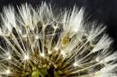 Dandelion_21.jpg