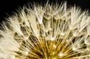 Dandelion_3.jpg